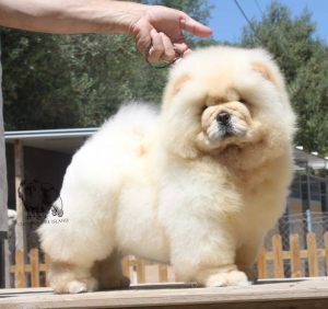 mejor chow chow